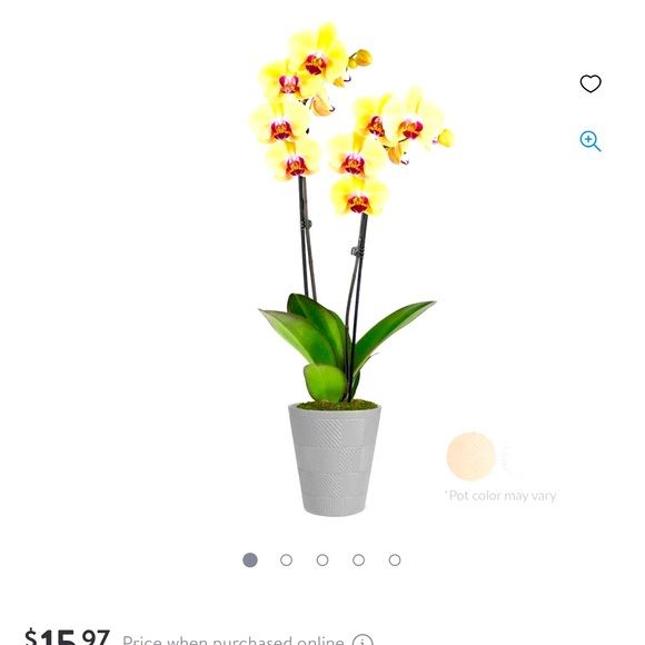 I need an Orchid from Colorado, can anyone help me out? - Picture 1 of 1